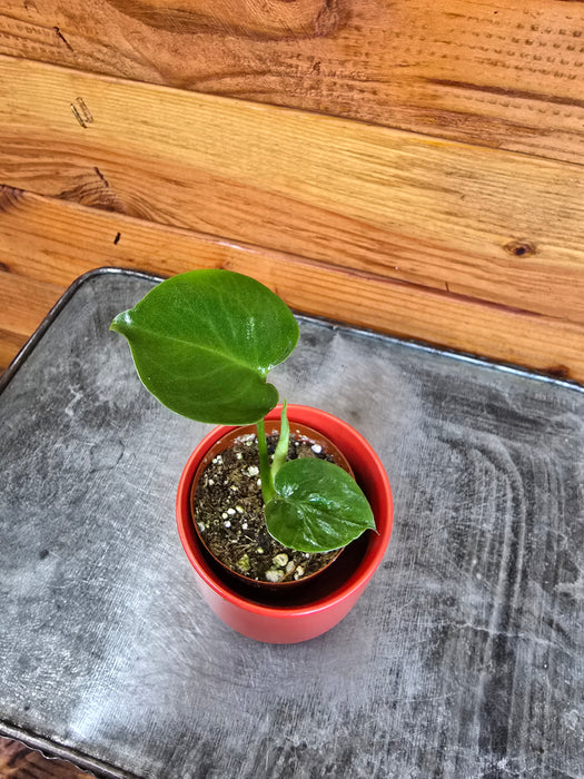 Monstera Deliciosa Split Leaf, 2" Plant