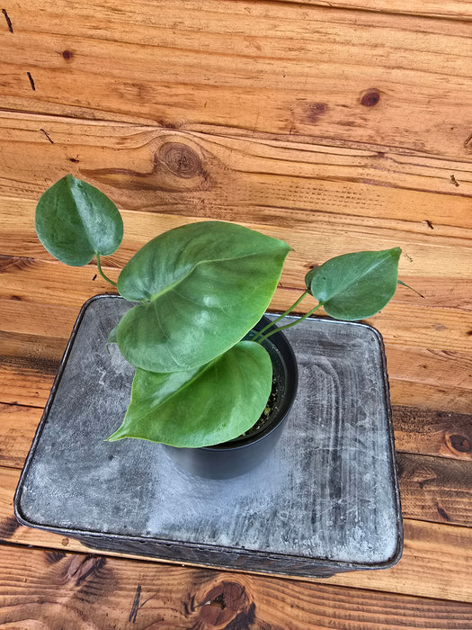 Monstera Deliciosa Split Leaf, 4" Plant