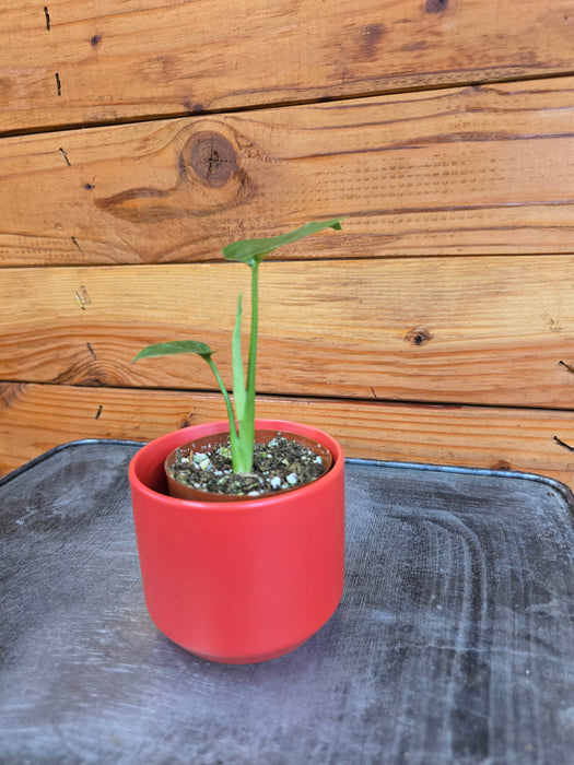 Monstera Deliciosa Split Leaf, 2" Plant