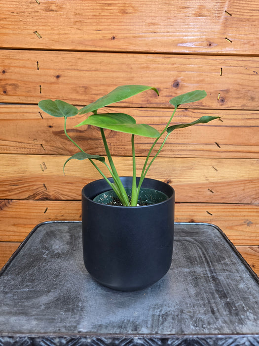 Monstera Deliciosa Split Leaf, 4" Plant