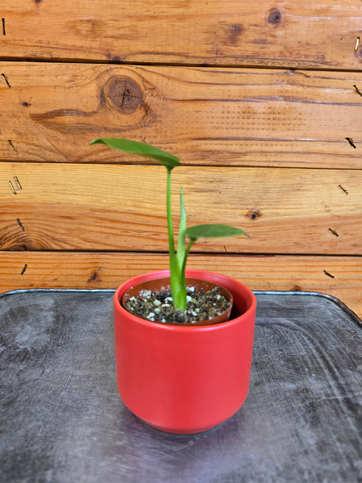 Monstera Deliciosa Split Leaf, 2" Plant