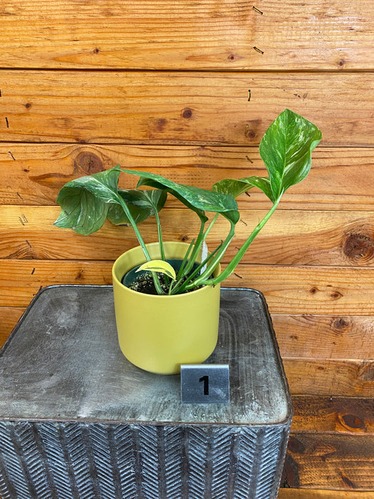 Monstera Lechleriana Variegata - Pick Your Plant, 4” Plant