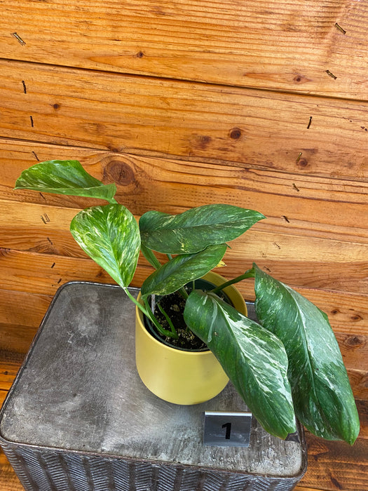 Monstera Lechleriana Variegata - Pick Your Plant, 4” Plant