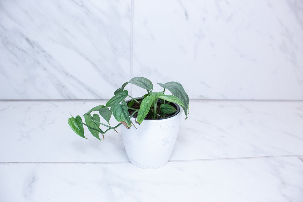 Monstera Siltepecana, 4" Plant