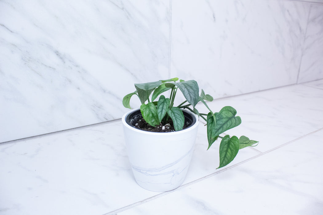 Monstera Siltepecana, 4" Plant