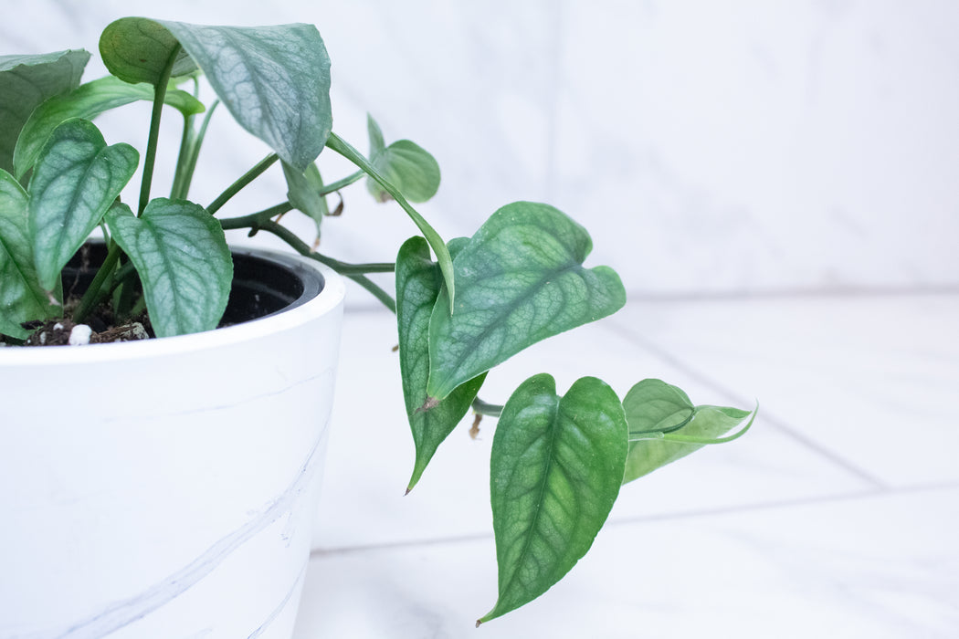 Monstera Siltepecana, 4" Plant