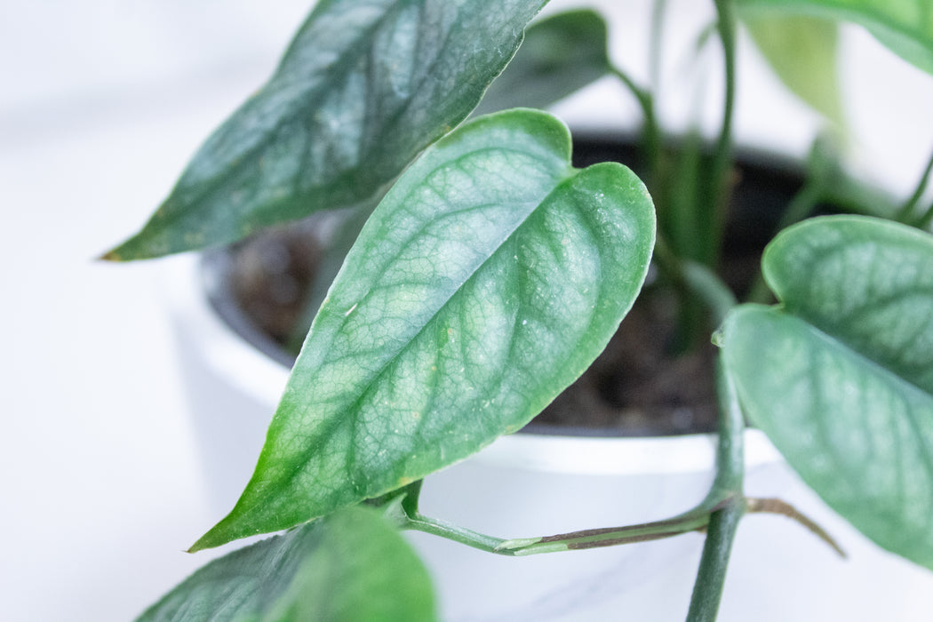 Monstera Siltepecana, 4" Plant