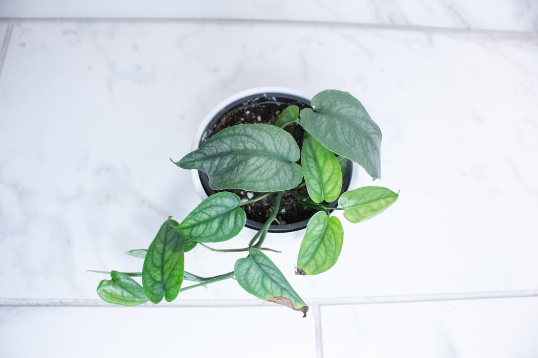 Monstera Siltepecana, 4" Plant
