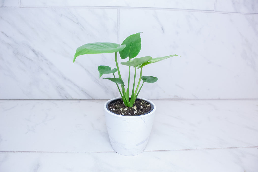 Monstera Deliciosa Split Leaf, 4" Plant