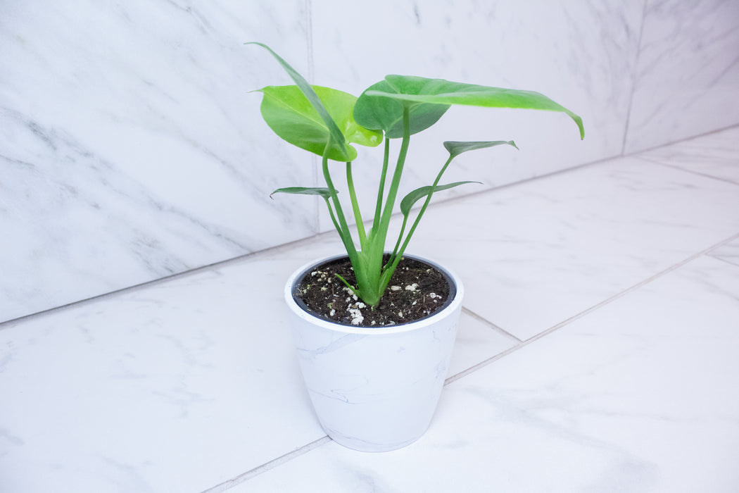 Monstera Deliciosa Split Leaf, 4" Plant