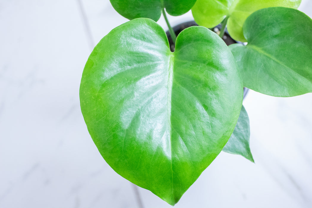 Monstera Deliciosa Split Leaf, 4" Plant