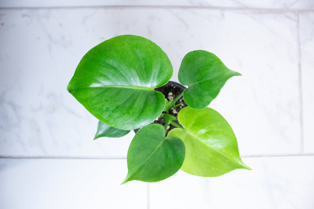 Monstera Deliciosa Split Leaf, 4" Plant