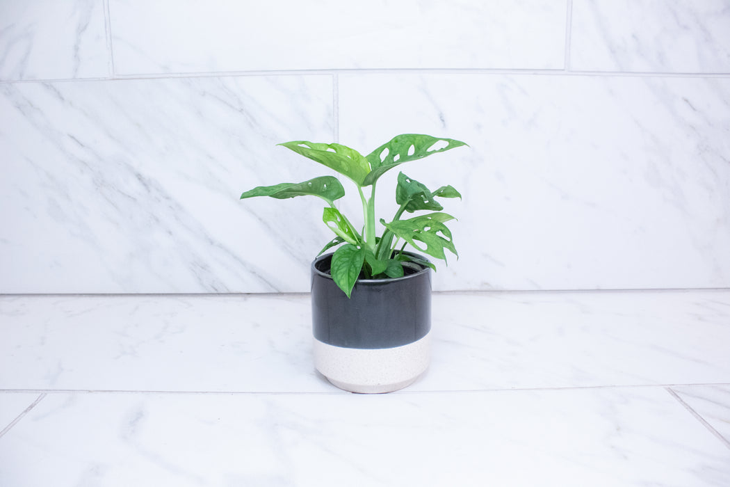 Monstera Swiss Cheese Vine, 4" Plant