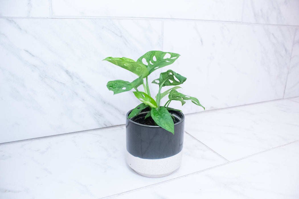 Monstera Swiss Cheese Vine, 4" Plant