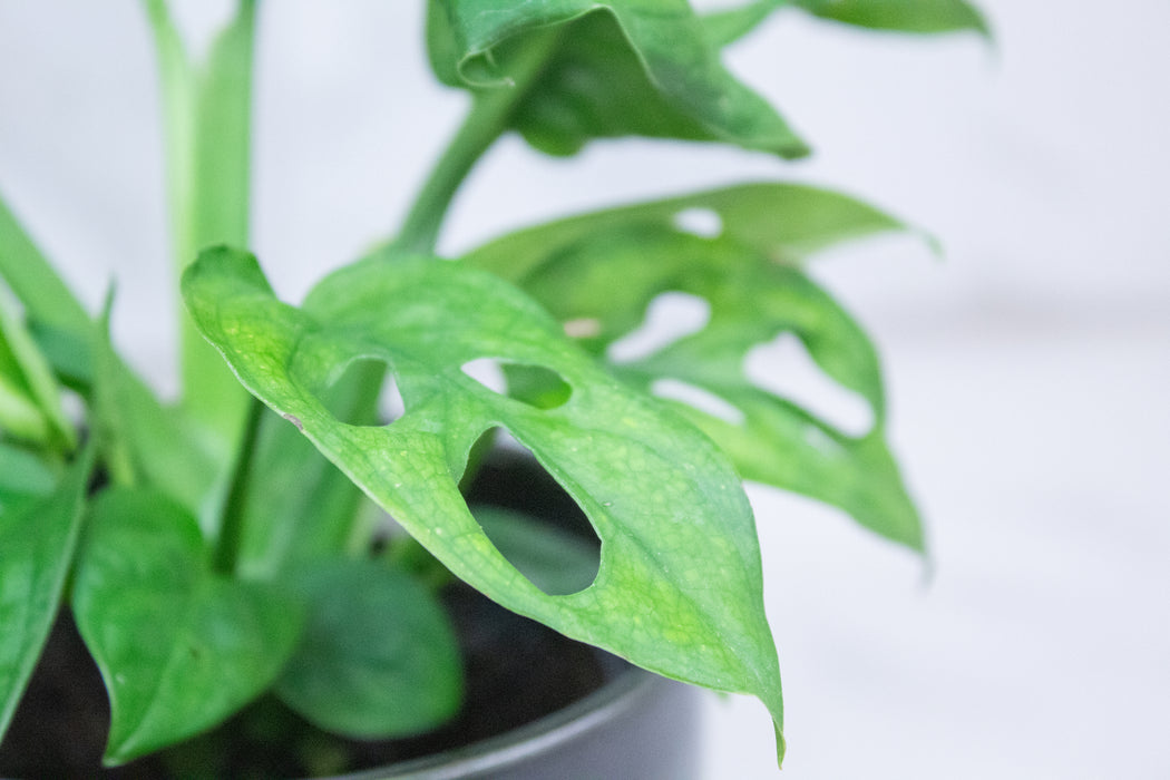 Monstera Swiss Cheese Vine, 4" Plant