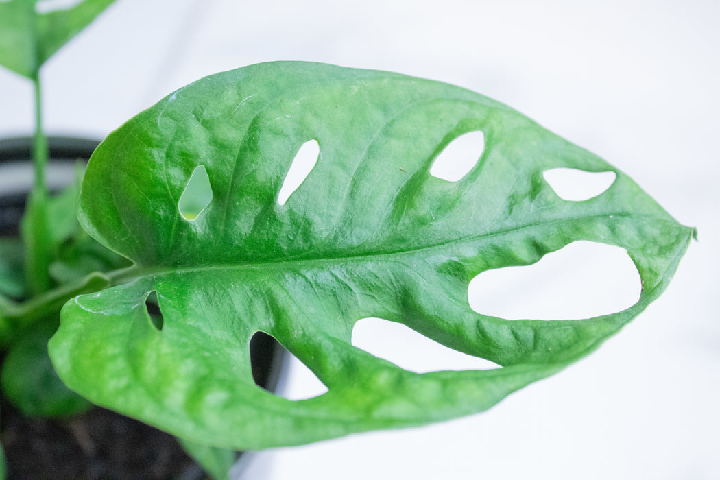 Monstera Swiss Cheese Vine, 4" Plant