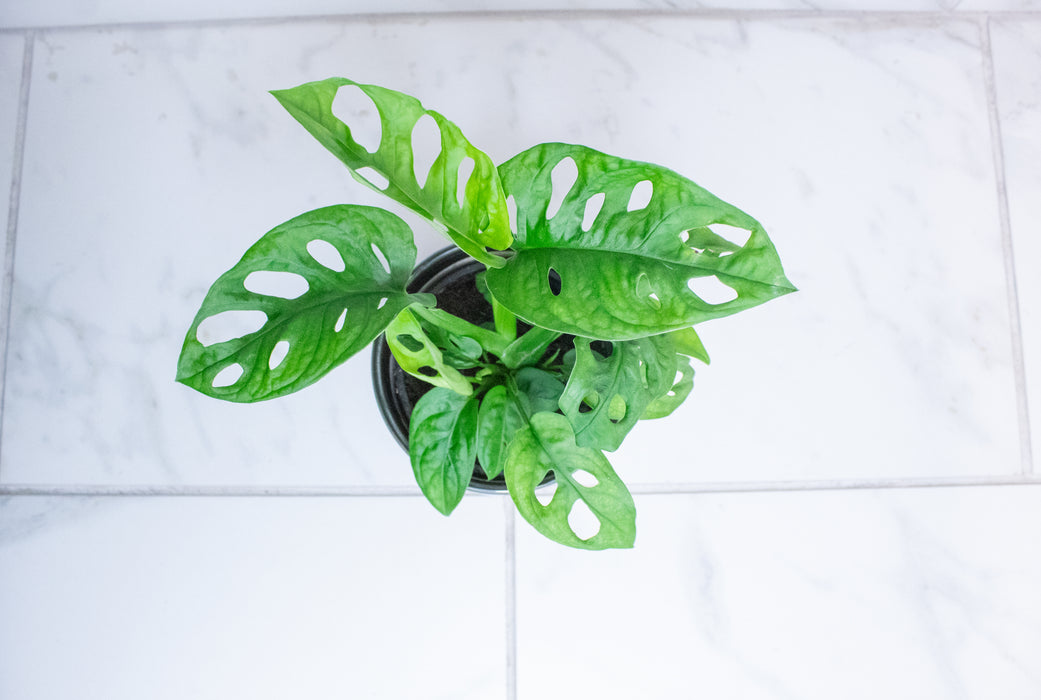 Monstera Swiss Cheese Vine, 4" Plant