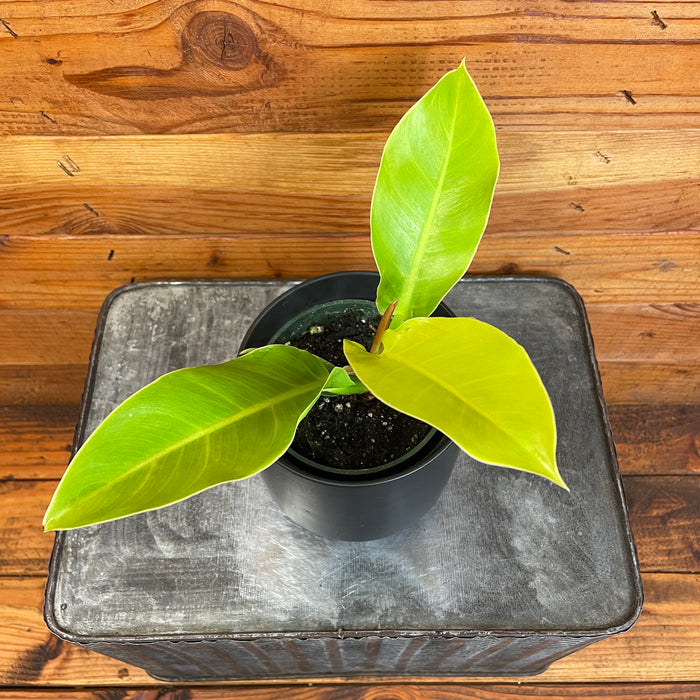 Philodendron Moonlight, 4" Plant