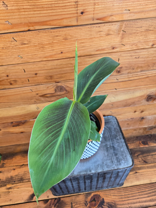 Musa Siam Ruby, 6" Plant