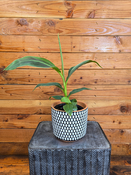 Musa Siam Ruby, 6" Plant