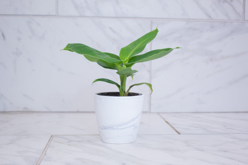 Musa Oriental Dwarf, 4" Plant