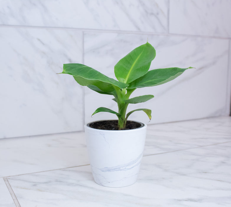 Musa Oriental Dwarf, 4" Plant