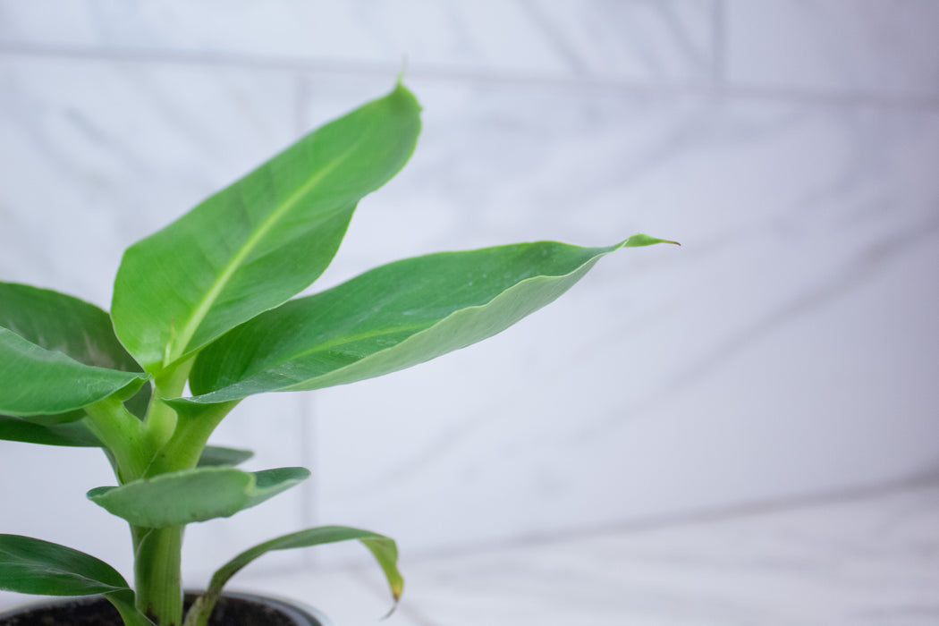 Musa Oriental Dwarf, 4" Plant