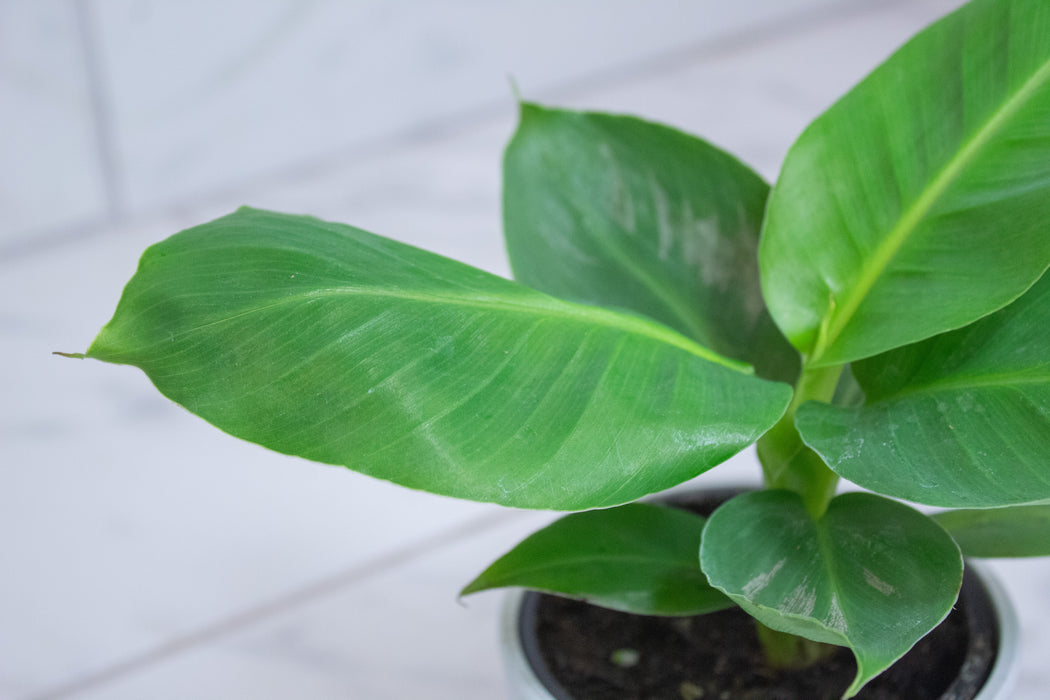 Musa Oriental Dwarf, 4" Plant