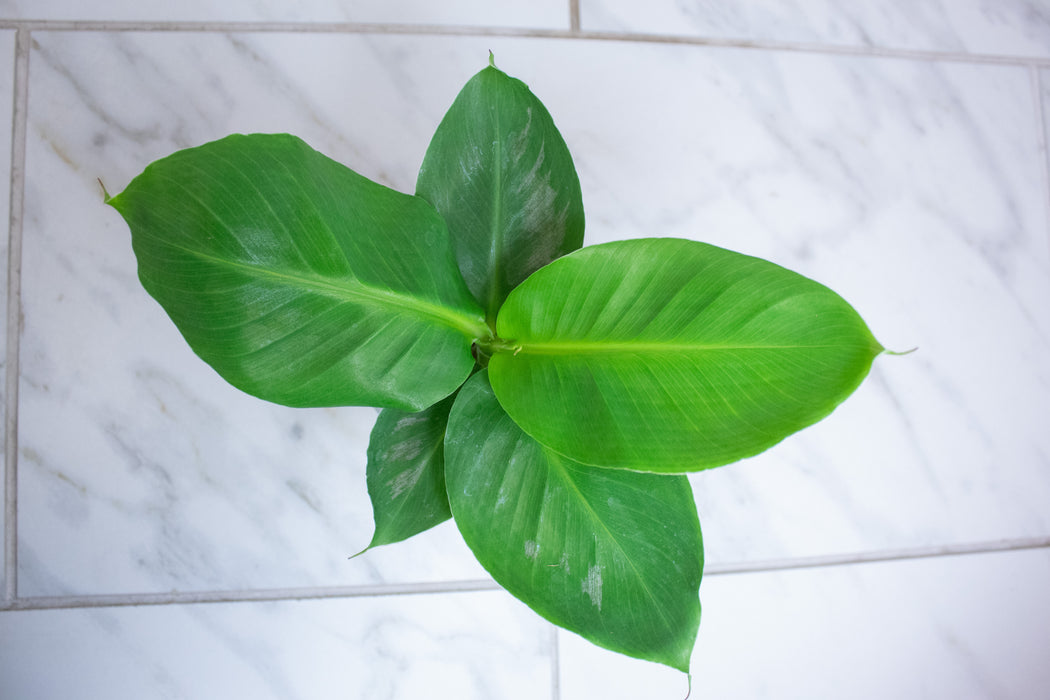 Musa Oriental Dwarf, 4" Plant
