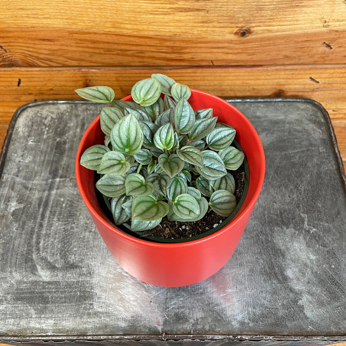 Peperomia Napoli Night, 4" Plant