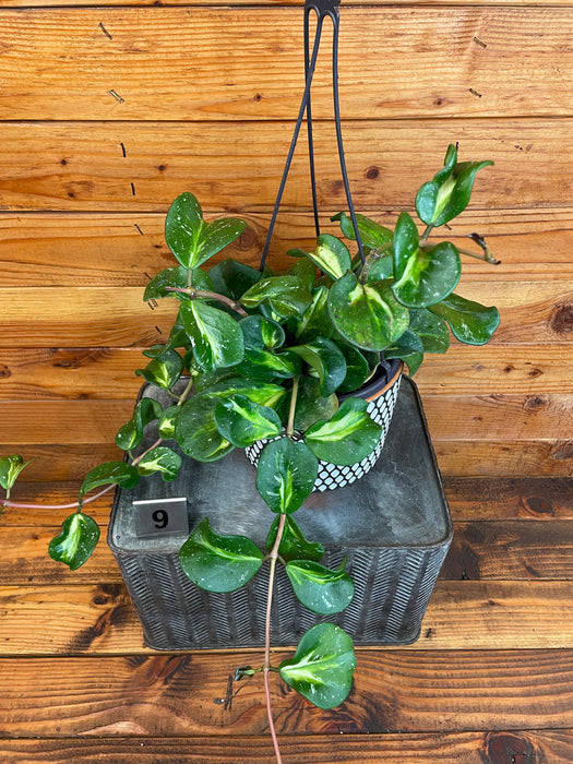 Hoya Obovata Variegated - Pick Your Plant, 6" Plant