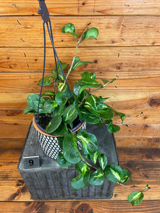 Hoya Obovata Variegated - Pick Your Plant, 6" Plant