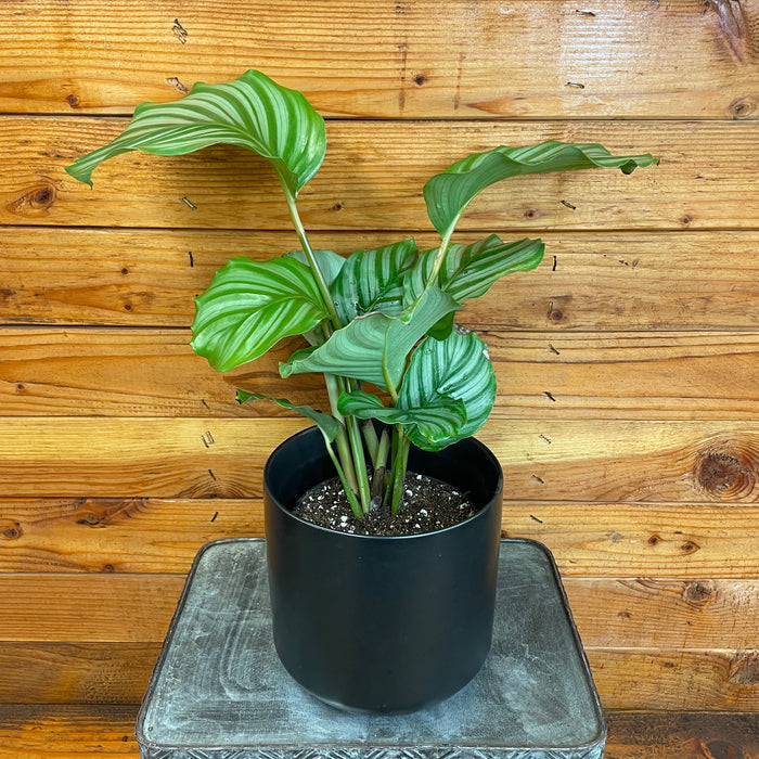 Calathea Orbifolia, 6" Plant