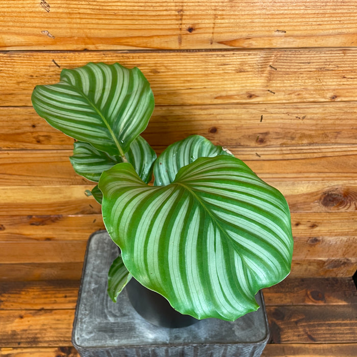 Calathea Orbifolia, 6" Plant