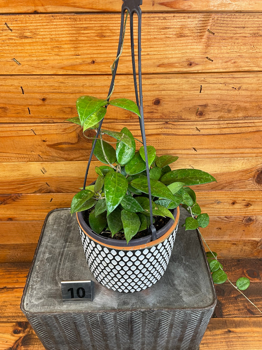 Hoya Verticillata Black Margin - Pick Your Plant, 6" Plant