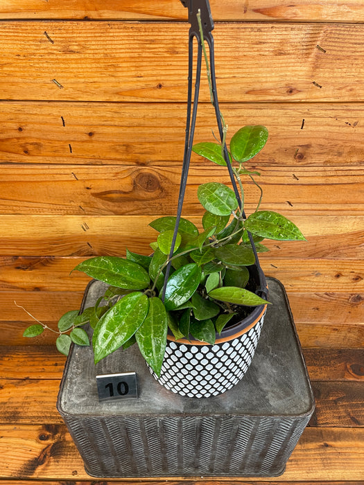 Hoya Verticillata Black Margin - Pick Your Plant, 6" Plant