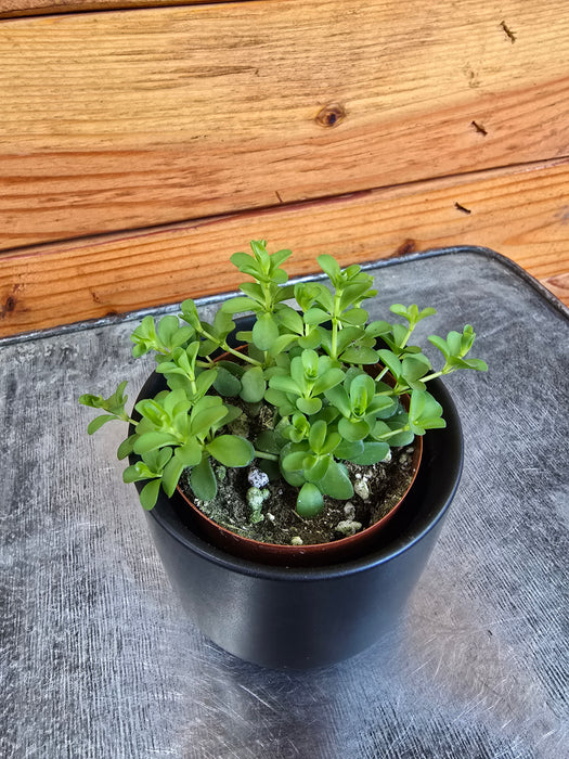 Peperomia Deppeana, 2" Plant