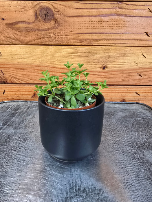 Peperomia Deppeana, 2" Plant