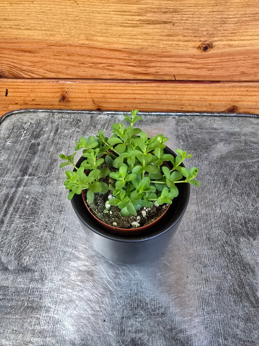 Peperomia Deppeana, 2" Plant