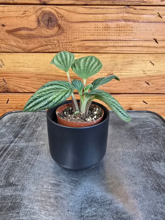 Peperomia Fuzzy Mystery, 2" Plant