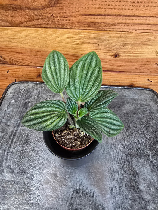 Peperomia Fuzzy Mystery, 2" Plant