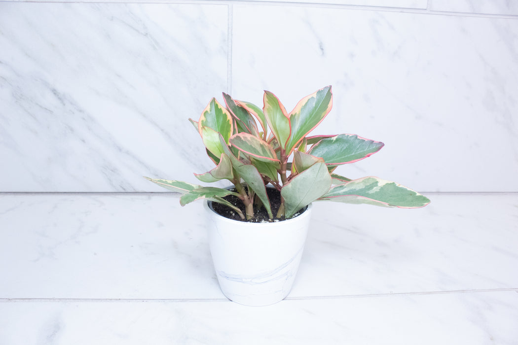 Peperomia Ginny, 4" Plant