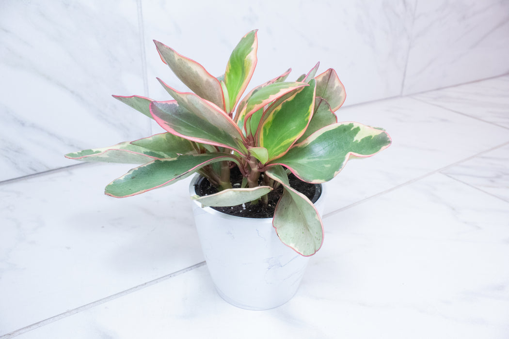 Peperomia Ginny, 4" Plant