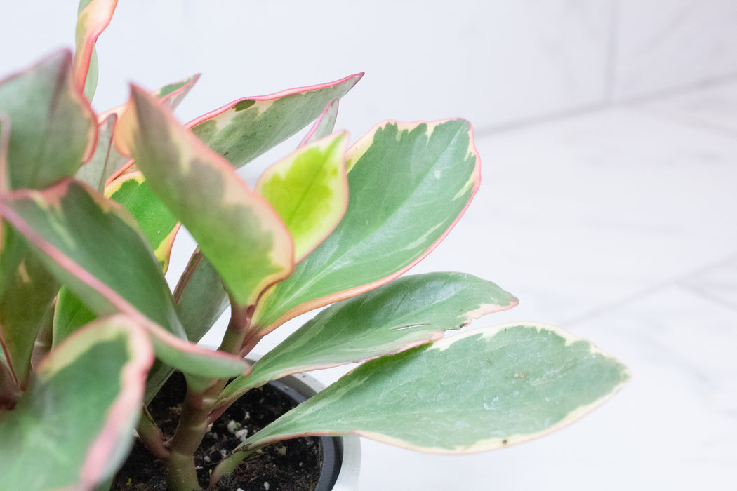 Peperomia Ginny, 4" Plant