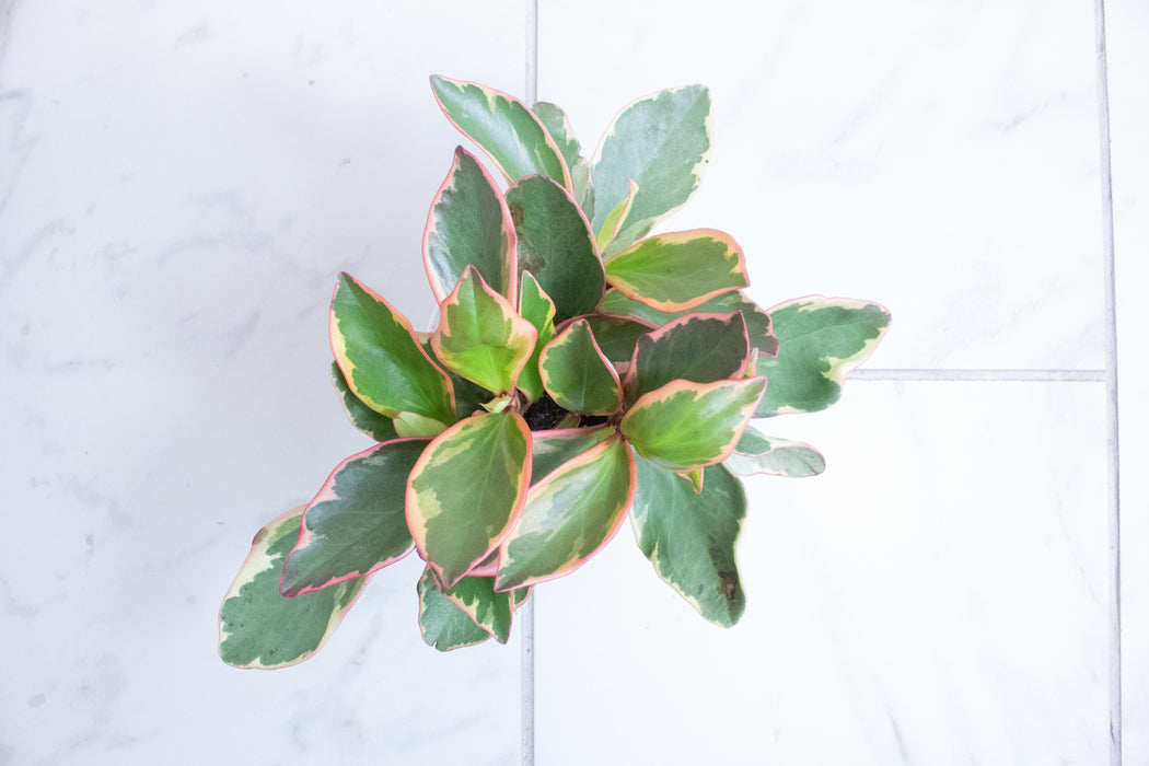 Peperomia Ginny, 4" Plant