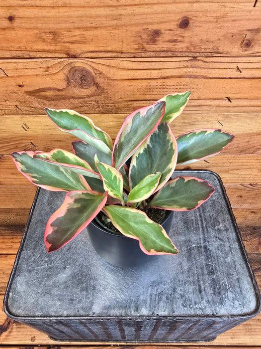 Peperomia Ginny, 4" Plant