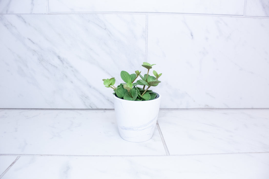 Peperomia Hope, 4" Plant