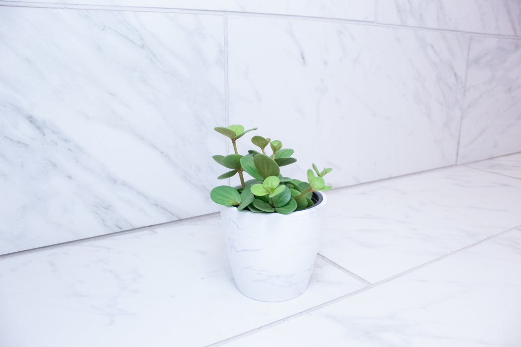Peperomia Hope, 4" Plant