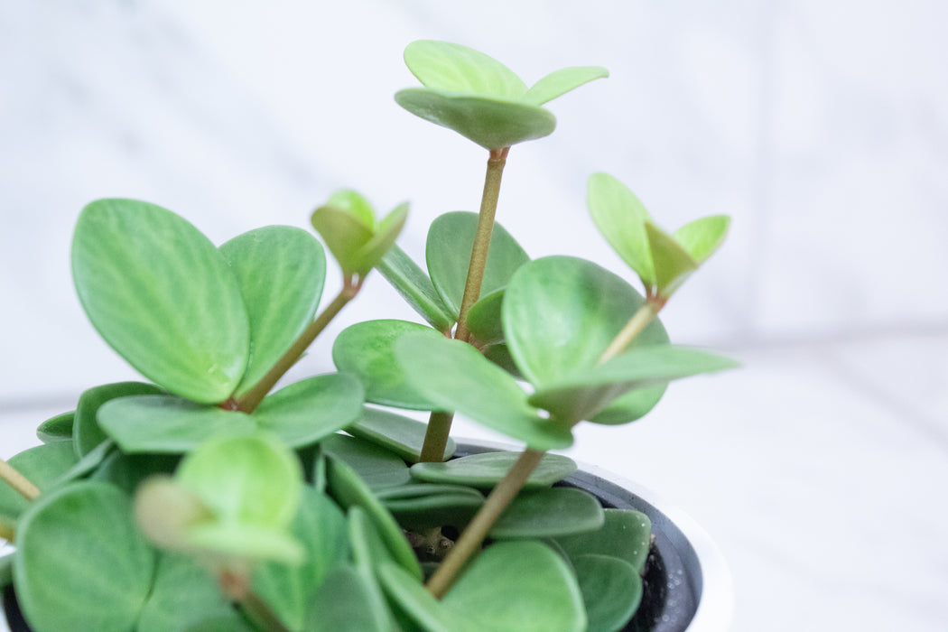 Peperomia Hope, 4" Plant