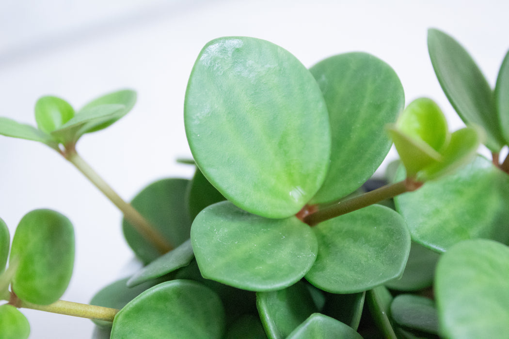 Peperomia Hope, 4" Plant